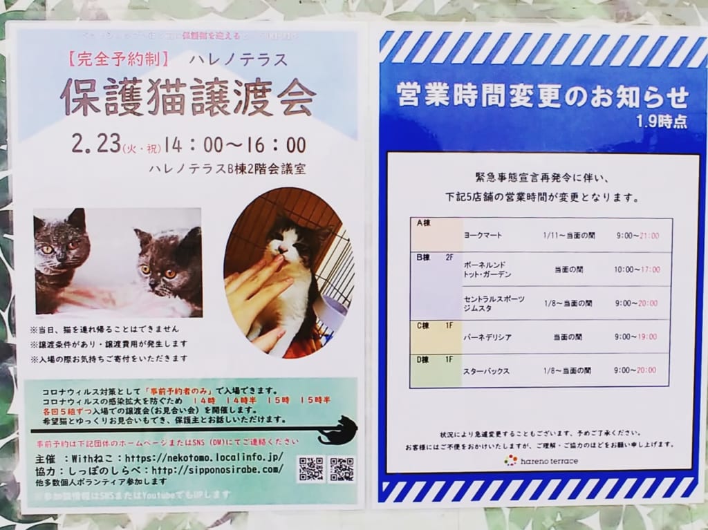 ハレノテラス保護猫譲渡会