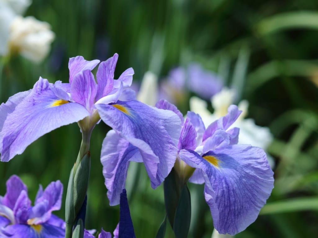 菖蒲