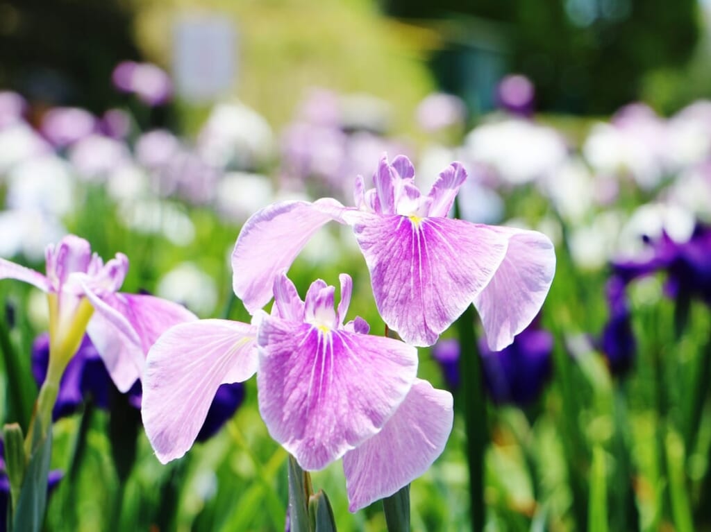 花菖蒲