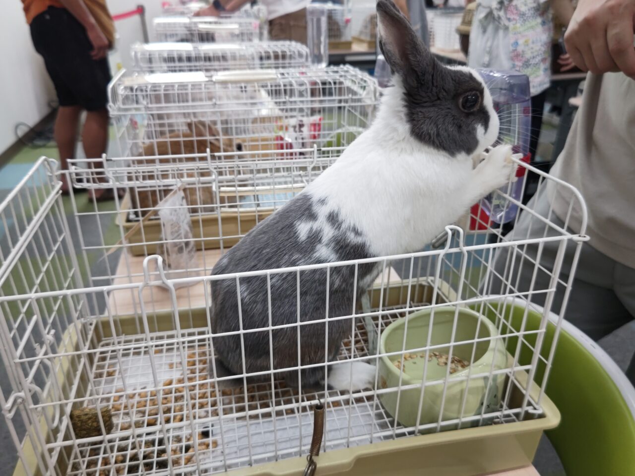 保護うさぎ