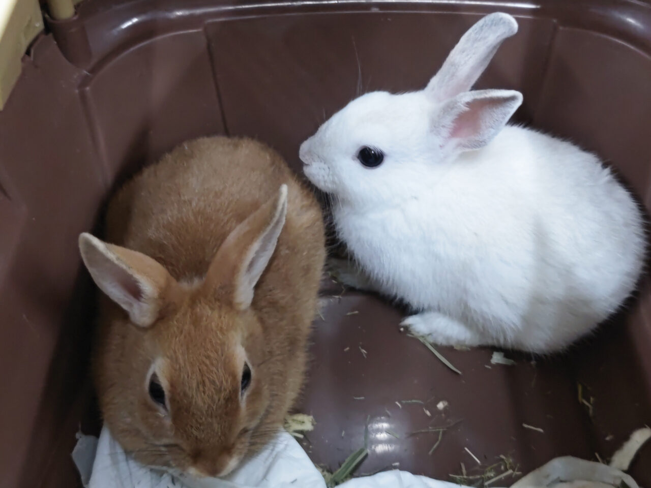 保護うさぎさん
