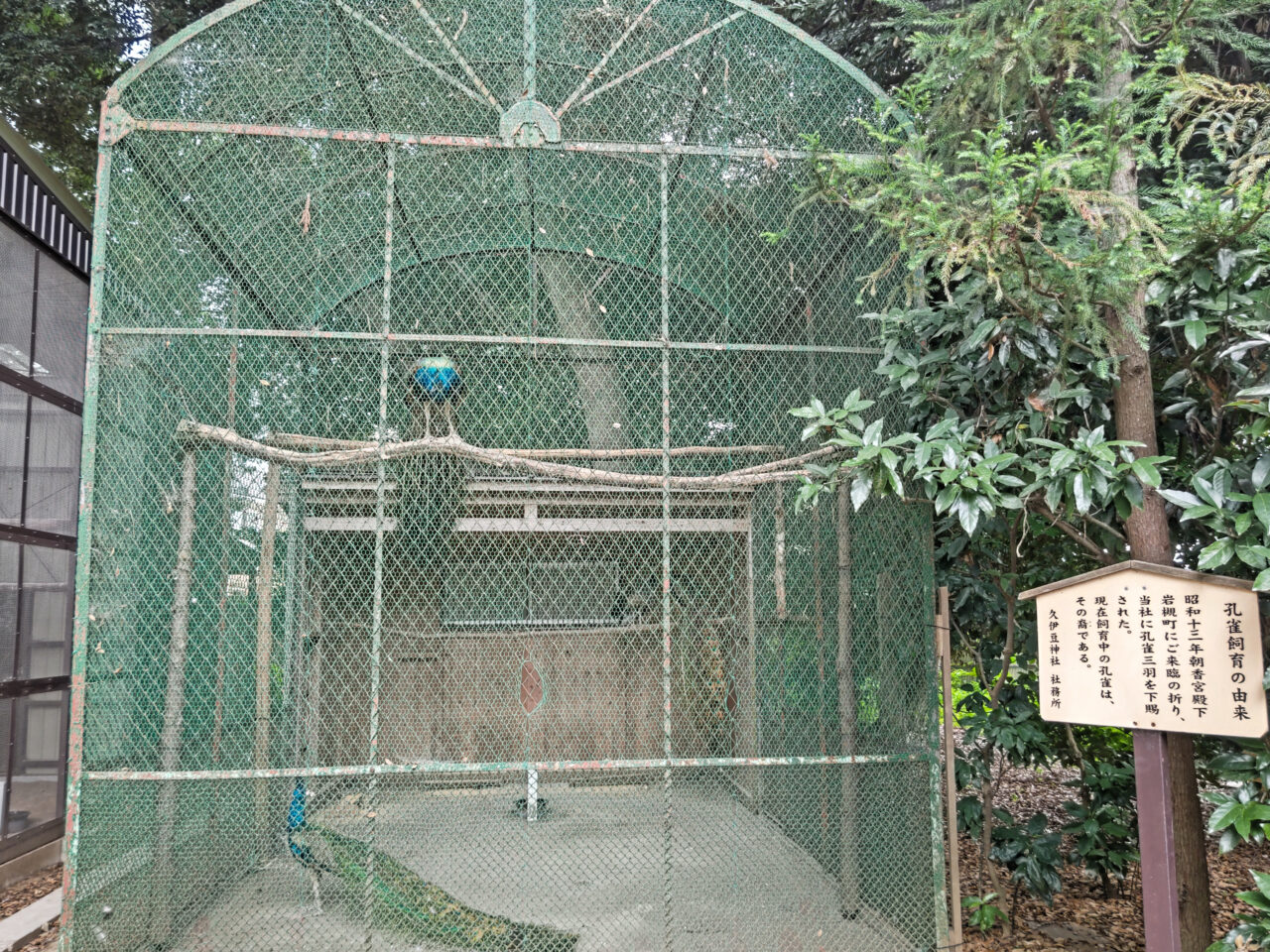 久伊豆神社の孔雀