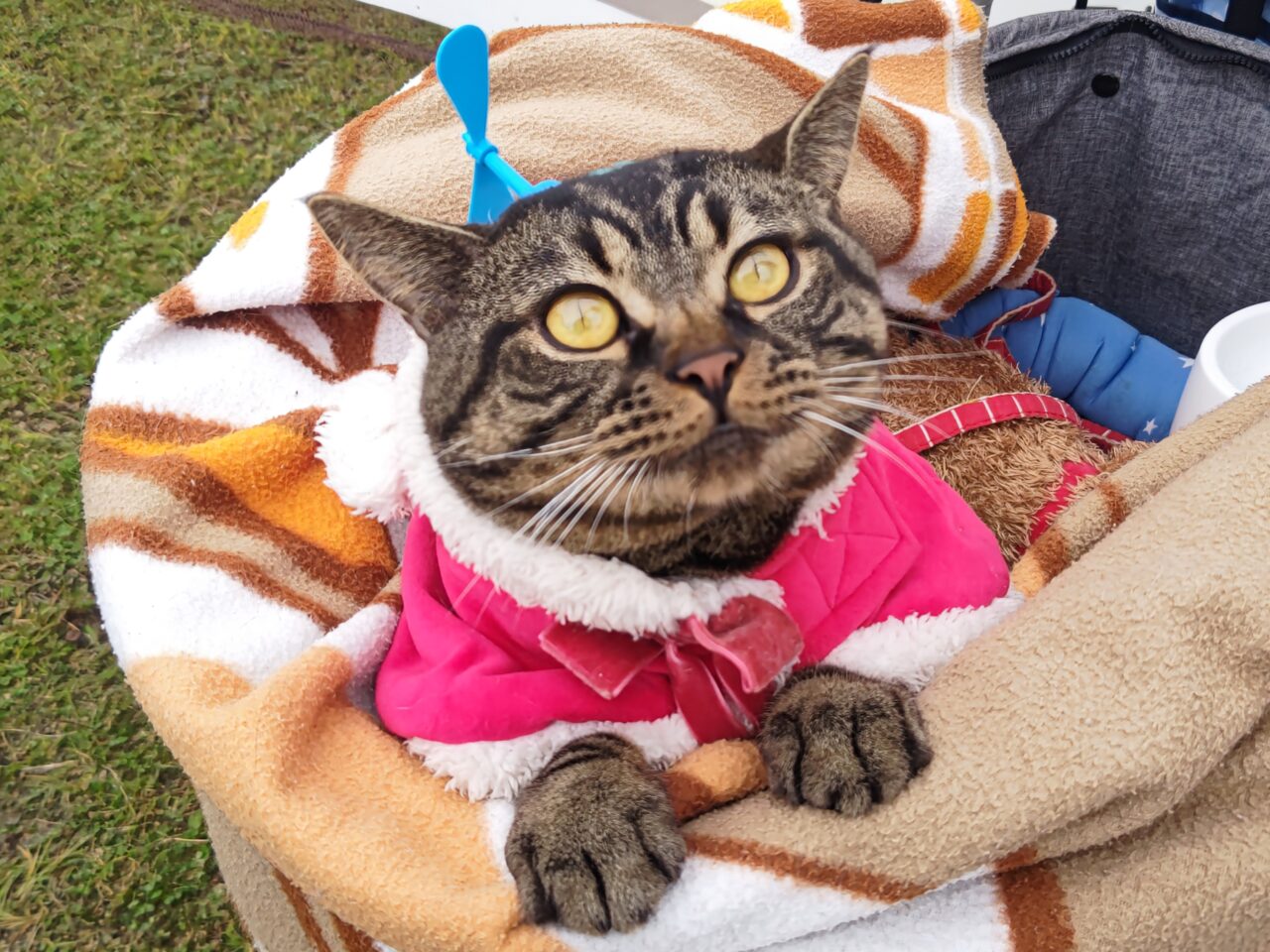 防災フェス　ボランティア