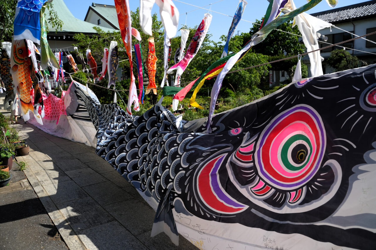 岩槻大師 巨大鯉のぼり