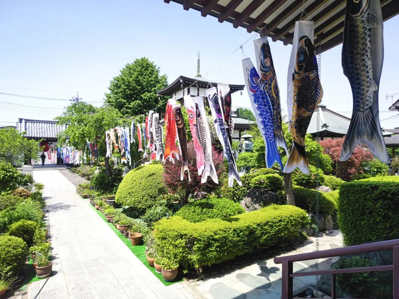 鯉のぼり　岩槻大師