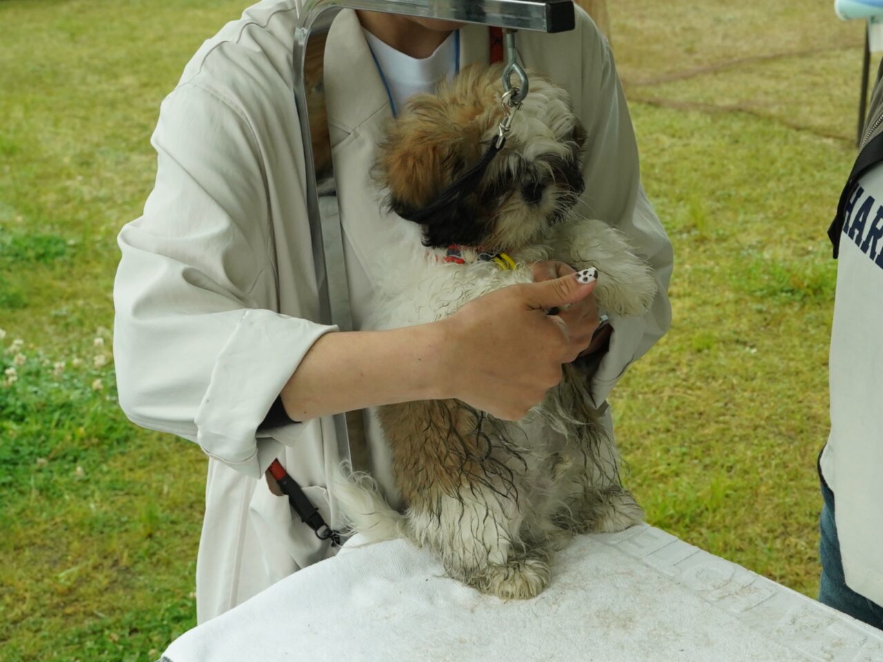 ドックケアリスト協会　おうちケア