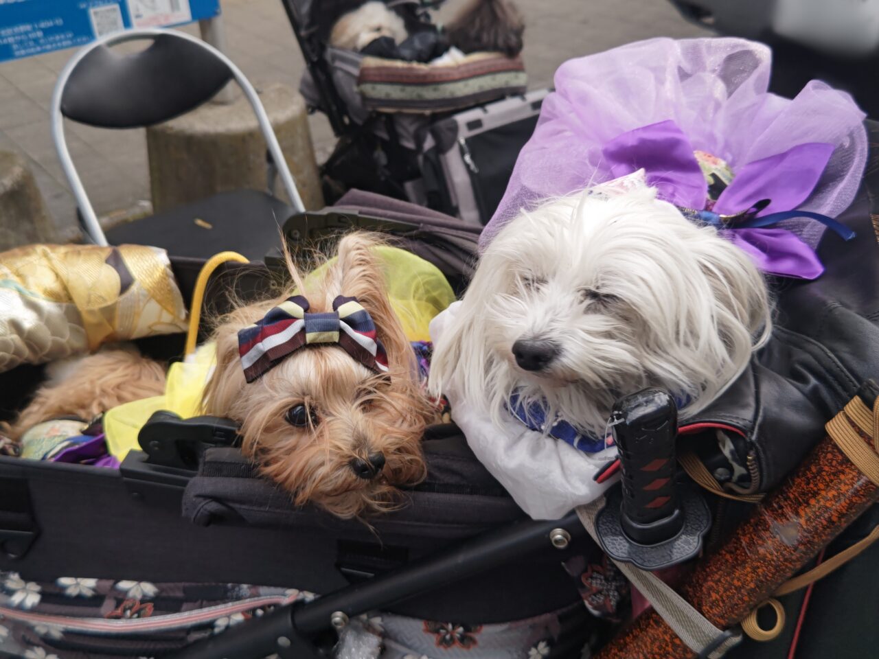 和華祭 わんちゃんモデル