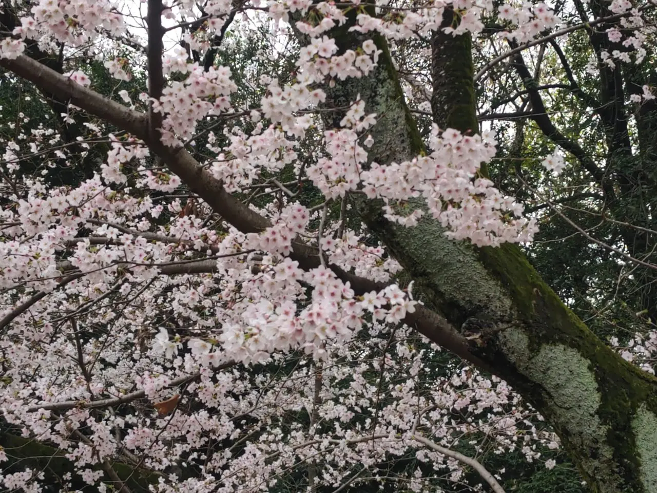 岩槻城址公園 桜