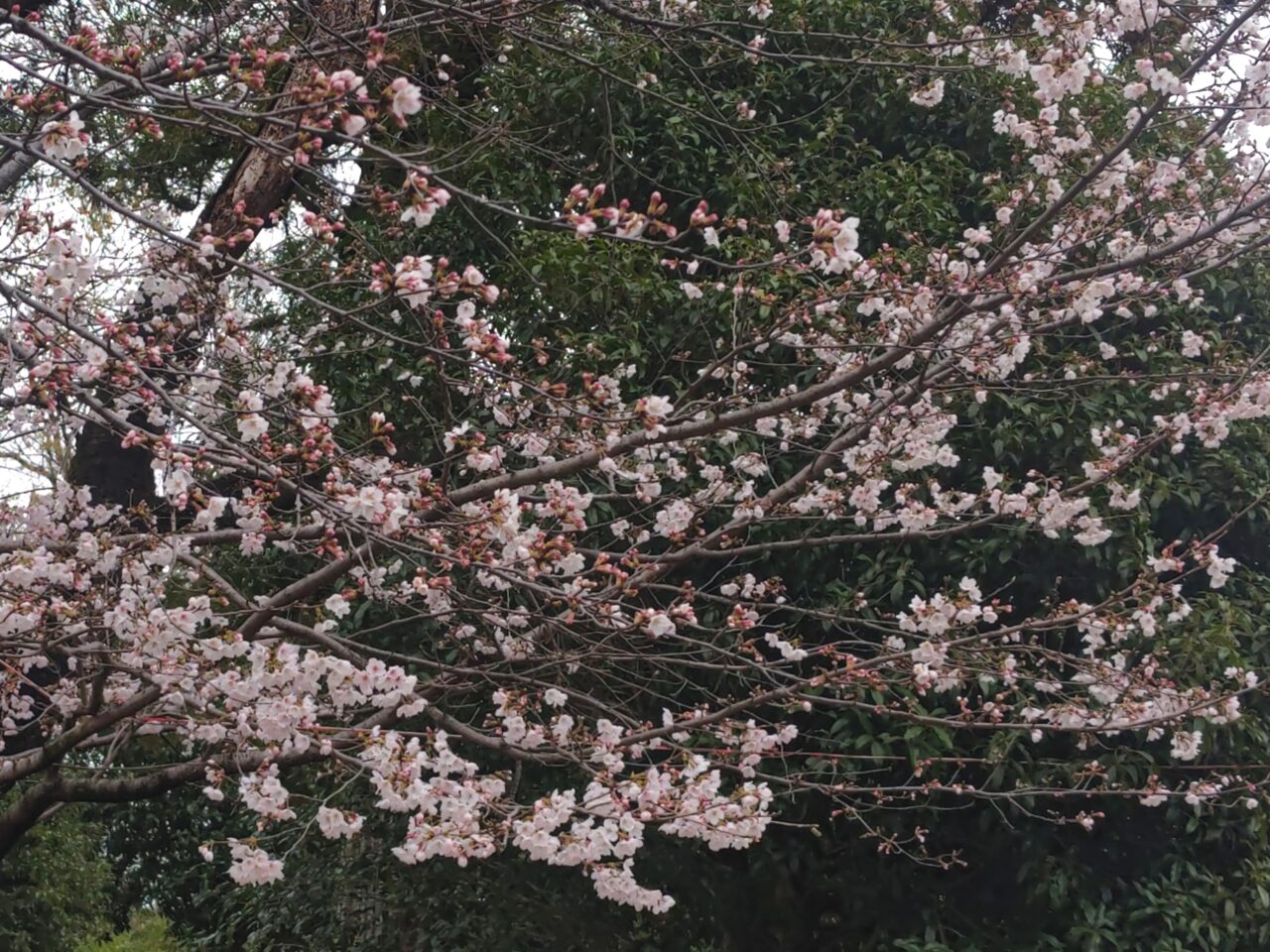 岩槻城址公園 桜