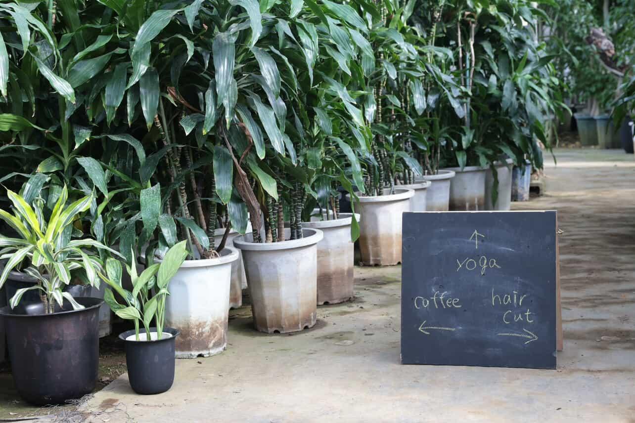 美芳園 グリーンマルシェ